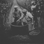 Persecution wine oil